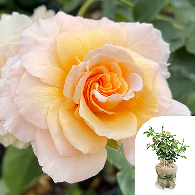 Gift Wrapped Harkness Rose 'Marjorie Marshall'