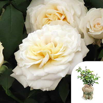 Harkness Roses - Gift Wrapped Rebecca's Rose