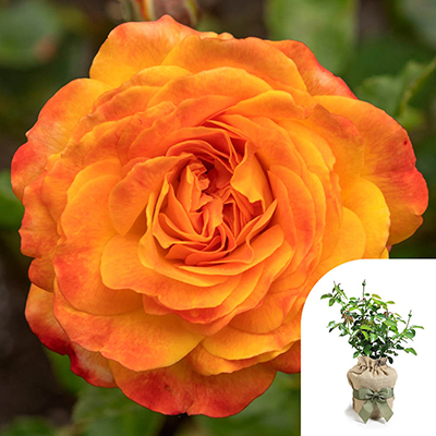 Gift Wrapped Rose of the Year 2024 'Meteor'