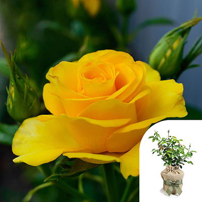 Gift Wrapped Harkness Rose 'You Are My Sunshine' �