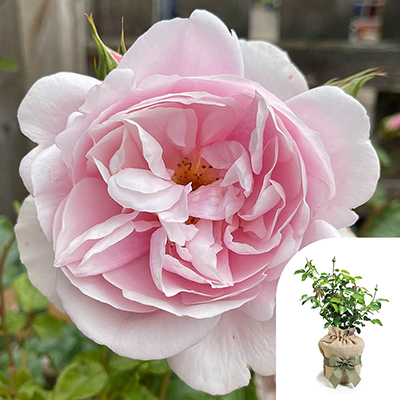 Gift Wrapped Harkness Rose 'Natasha Richardson' �