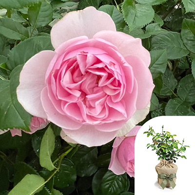 Gift Wrapped Harkness 'Fab at 90' � Birthday Rose