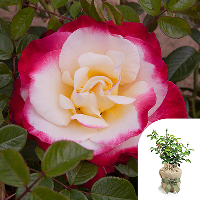 Gift Wrapped Rose 'Nostalgia'