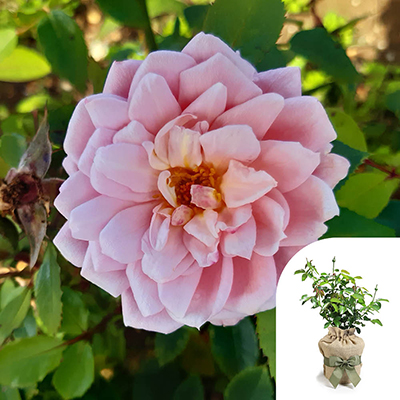 Harkness Roses - Gift Wrapped Jennifer's Rose