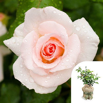 Gift Wrapped Harkness Rose 'Congratulations' �