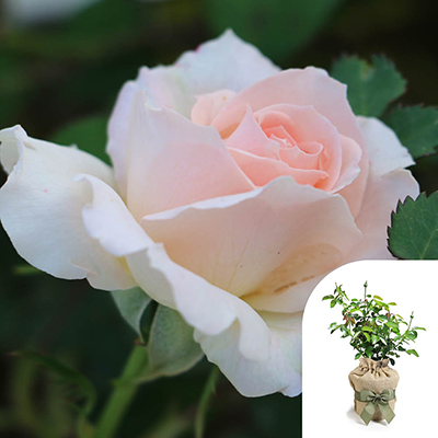 Gift Wrapped Harkness Rose 'Precious Child'