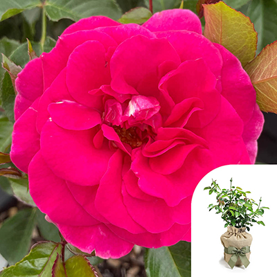 Gift Wrapped Harkness Rose 'Precious Lives'