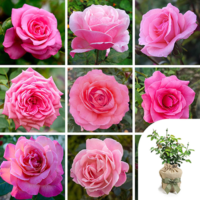 Gift Wrapped Personalise Your Own Pink Rose