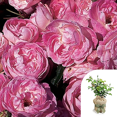 Gift Wrapped Harkness Rose 'Pearl Wedding 30th Anniversary' �