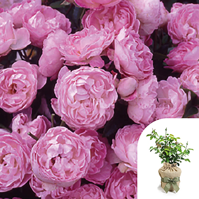 Harkness Roses - Gift Wrapped Mary's Rose