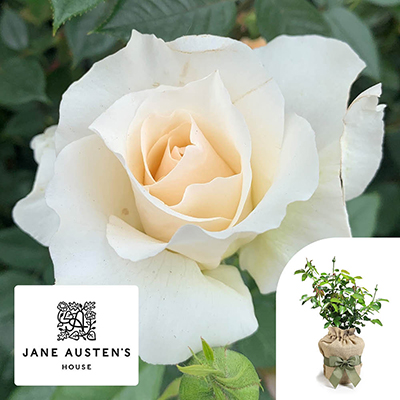 Gift Wrapped Harkness Rose 'Pride and Prejudice' �