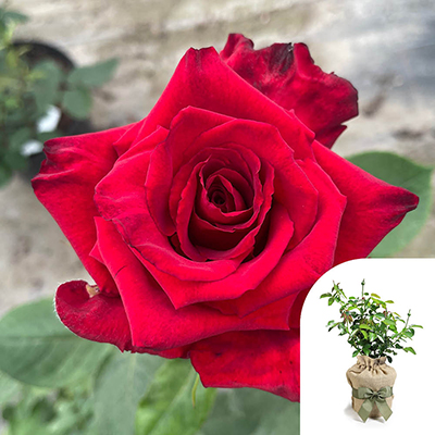 Gift Wrapped Harkness Rose 'Pride of England'