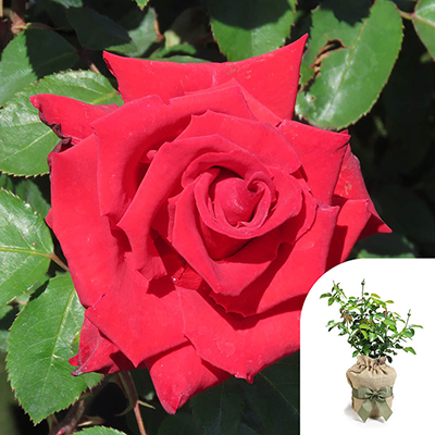Gift Wrapped Harkness The England Rugby Rose