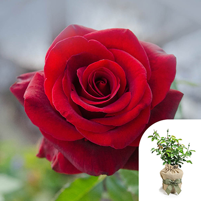 Harkness Roses - Gift Wrapped Adam's Rose