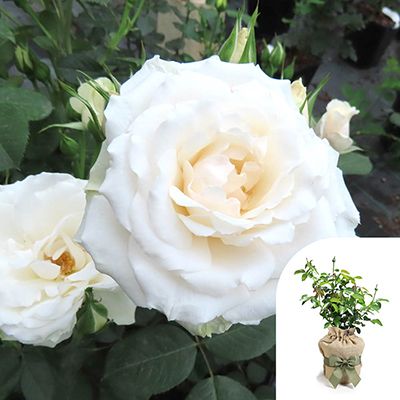 Gift Wrapped Harkness Rose 'Tin Wedding 10th Anniversary' �