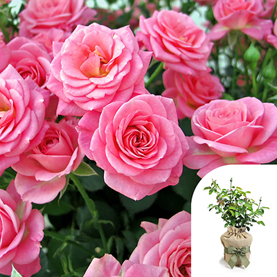 Gift Wrapped Rose 'Queen Elizabeth'