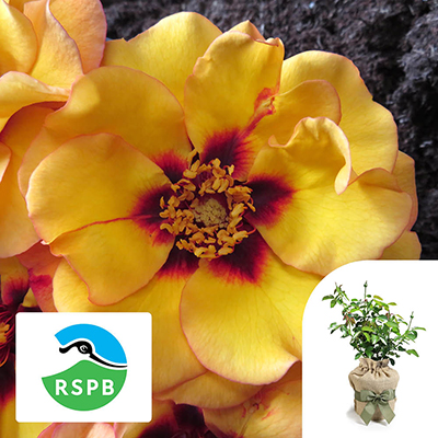 Gift Wrapped Harkness Rose 'RSPB RazzleBEEdazzle!' �