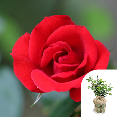 Gift Wrapped Harkness Rose 'Red Romance'