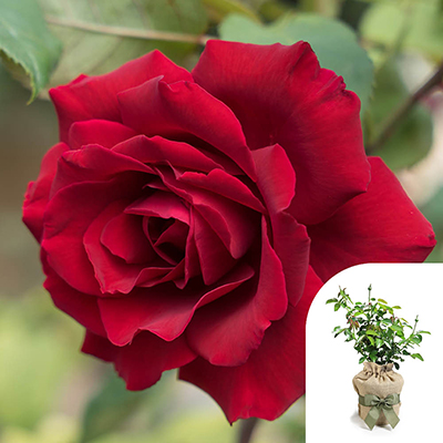 Harkness Roses - Gift Wrapped James' Rose