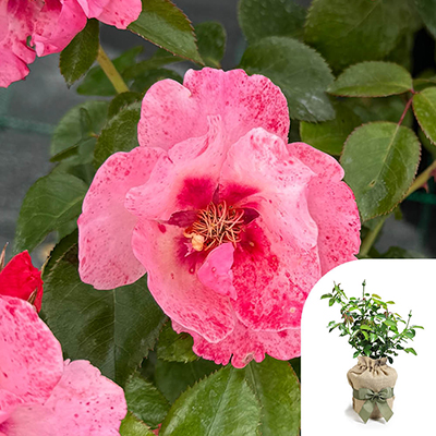 Gift Wrapped Harkness Rose 'Rosy McRose Face' �