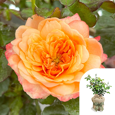 Gift Wrapped Harkness Rose 'Samaritan' �
