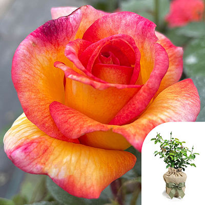 Gift Wrapped Harkness Rose 'Happy & Safe Diwali'