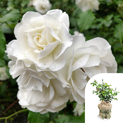 Gift Wrapped Harkness 'Fab at 85' � Birthday Rose