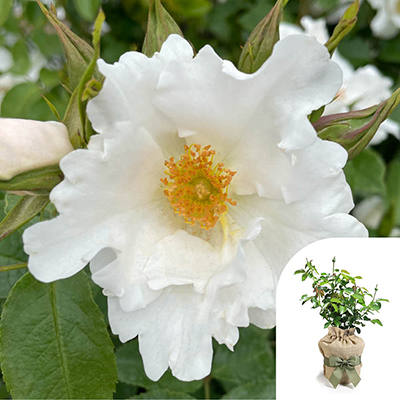 Gift Wrapped Harkness Rose 'Crystal Wedding 15th Anniversary' �