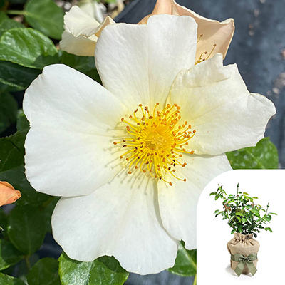 Gift Wrapped Harkness Rose 'Simple Yellow' �