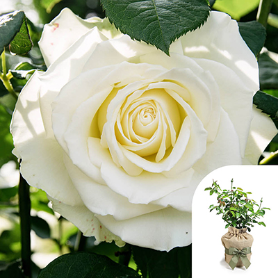 Gift Wrapped Harkness Rose 'White Patio'