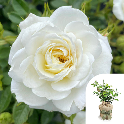 Harkness Roses - Gift Wrapped Nicole's Rose