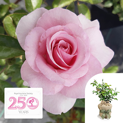 Gift Wrapped Harkness Rose 'Spark of Life' �