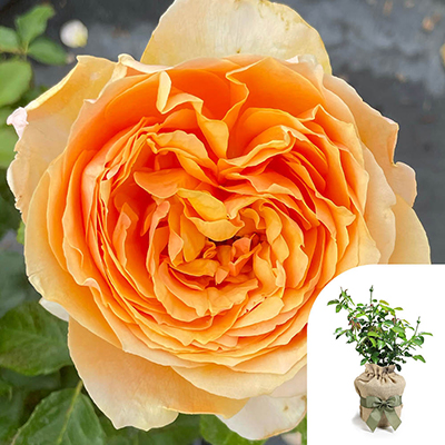 Gift Wrapped Harkness Rose 'Always In Our Thoughts'