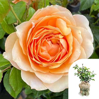 Harkness Roses - Gift Wrapped Robin's Rose