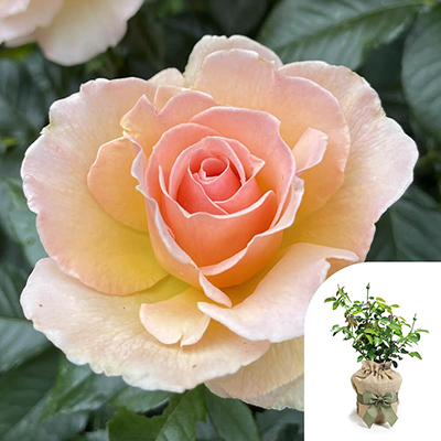 Gift Wrapped Harkness Rose 'Susan Daniel'