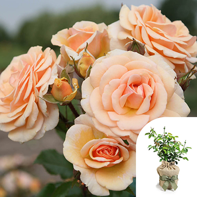 Gift Wrapped Rose 'Sweet Honey'