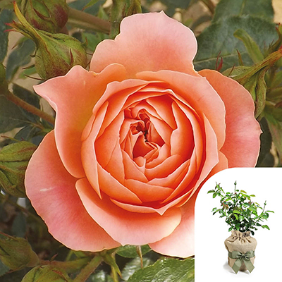 Gift Wrapped Harkness Rose 'Sweet Wonder'