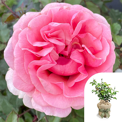 Gift Wrapped Harkness Rose 'Special Grandma' �