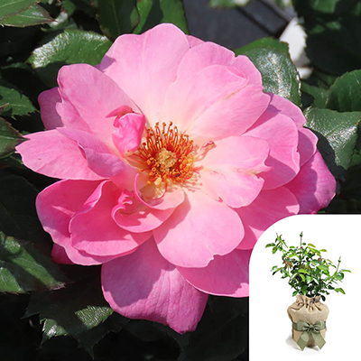 Harkness Roses - Gift Wrapped Donald's Rose