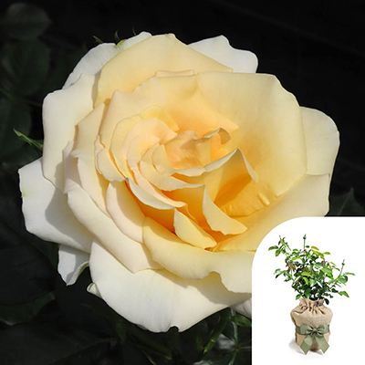 Harkness Roses - Gift Wrapped Gary's Rose