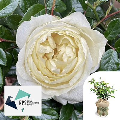 Gift Wrapped Harkness Rose 'The Royal Philharmonic Orchestra'
