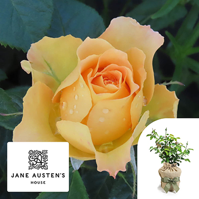Gift Wrapped Harkness Rose 'Jane Austen's Elizabeth Bennet' �