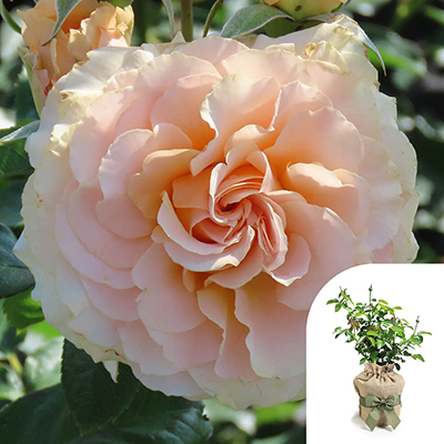 Gift Wrapped Harkness Rose 'York Minster'