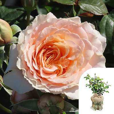 Harkness Roses - Gift Wrapped Claire's Rose