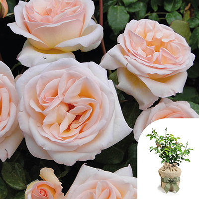 Gift Wrapped Harkness Rose 'Many Happy Returns' �