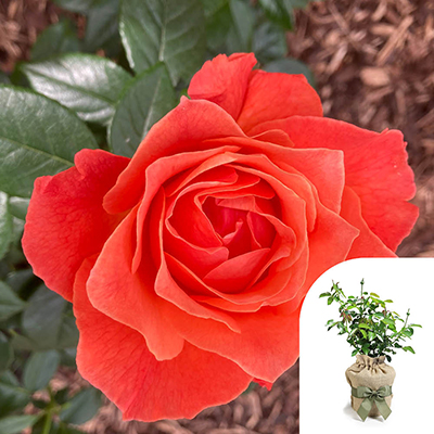 Gift Wrapped Harkness Rose 'Word Forest Fellowship'