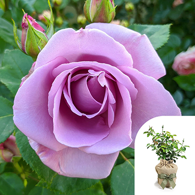 Gift Wrapped Harkness Rose 'The Birthday Boy' �