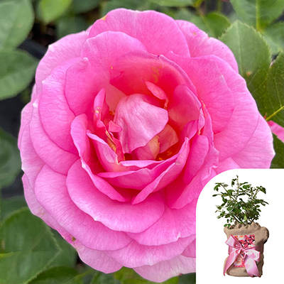 Mother's Day Gift Wrapped Rose - 'Special Mum'