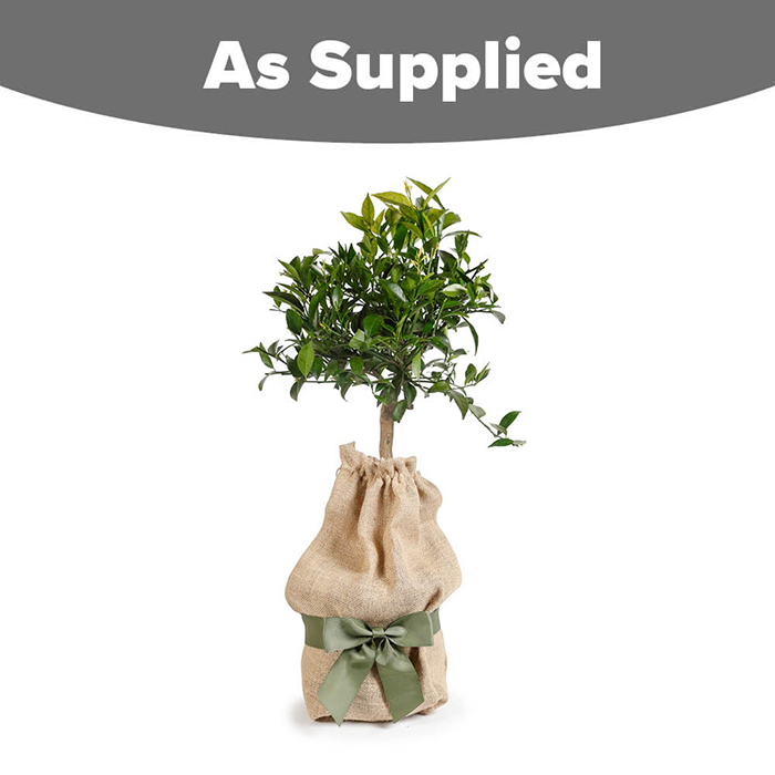 Citrus 'Mandarin' 4L 80cm GW