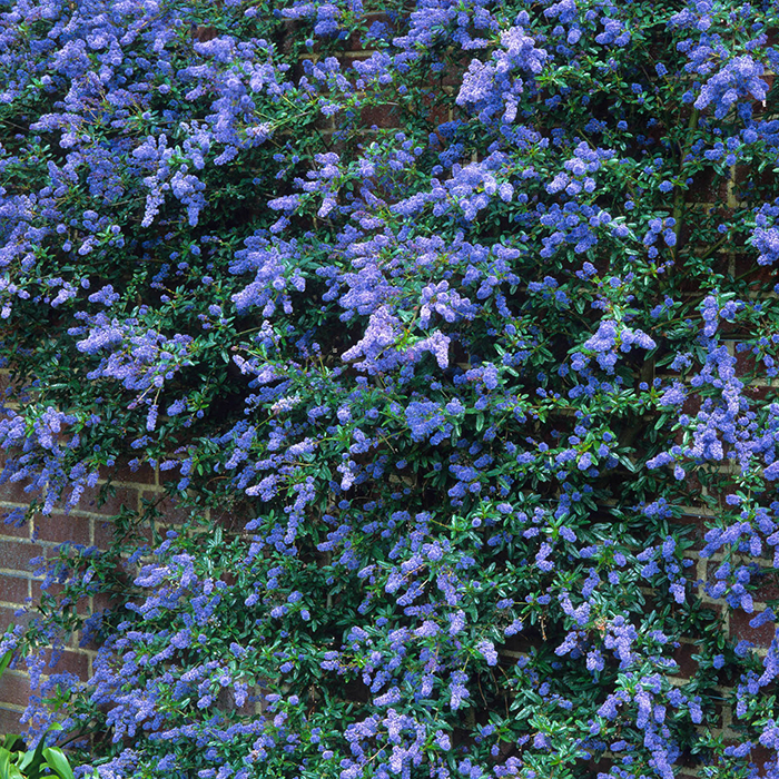 Ceanothus thyrsiflorus var repens Pyramid 17cm